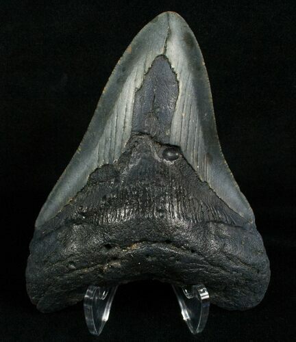 Inch Megalodon Tooth - North Carolina #4993